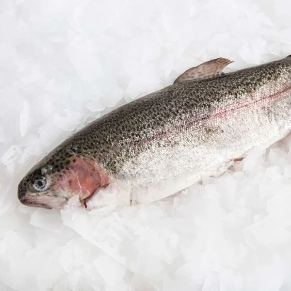 Rainbow Trout (Whole)