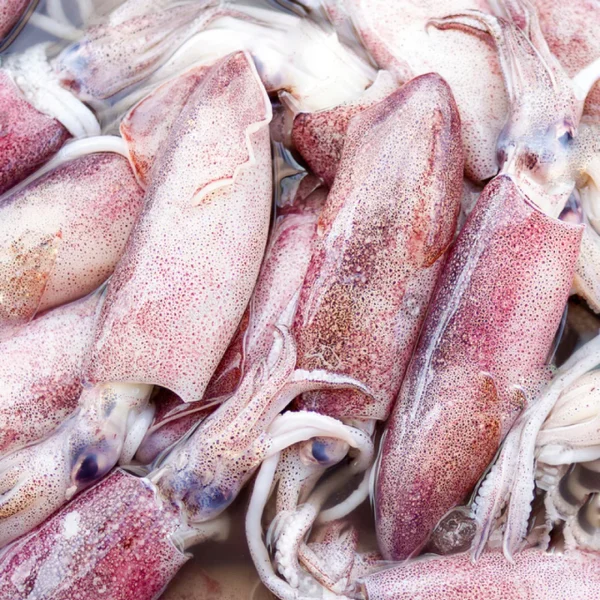 Calamari (Spencer Gulf)