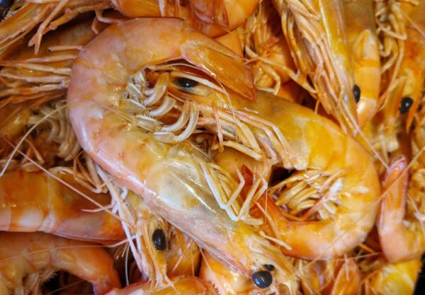 Prawn - Cooked (Spencer Gulf)