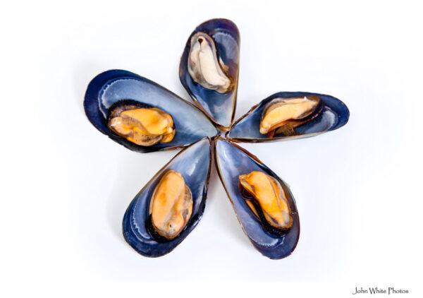 Mussel (Eyre Peninsula)