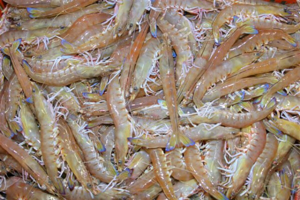 Prawn - Raw (Spencer Gulf)