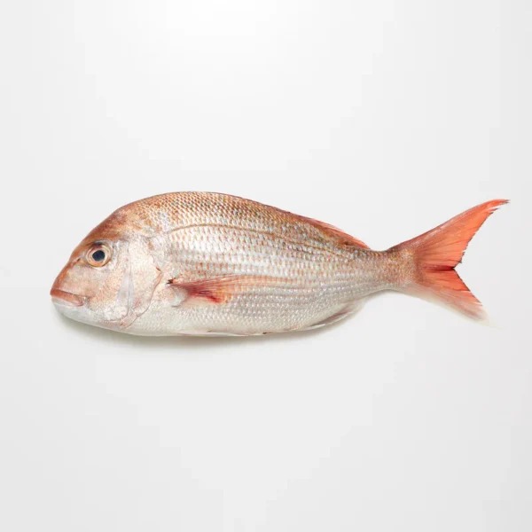 Snapper (Whole-NZ)